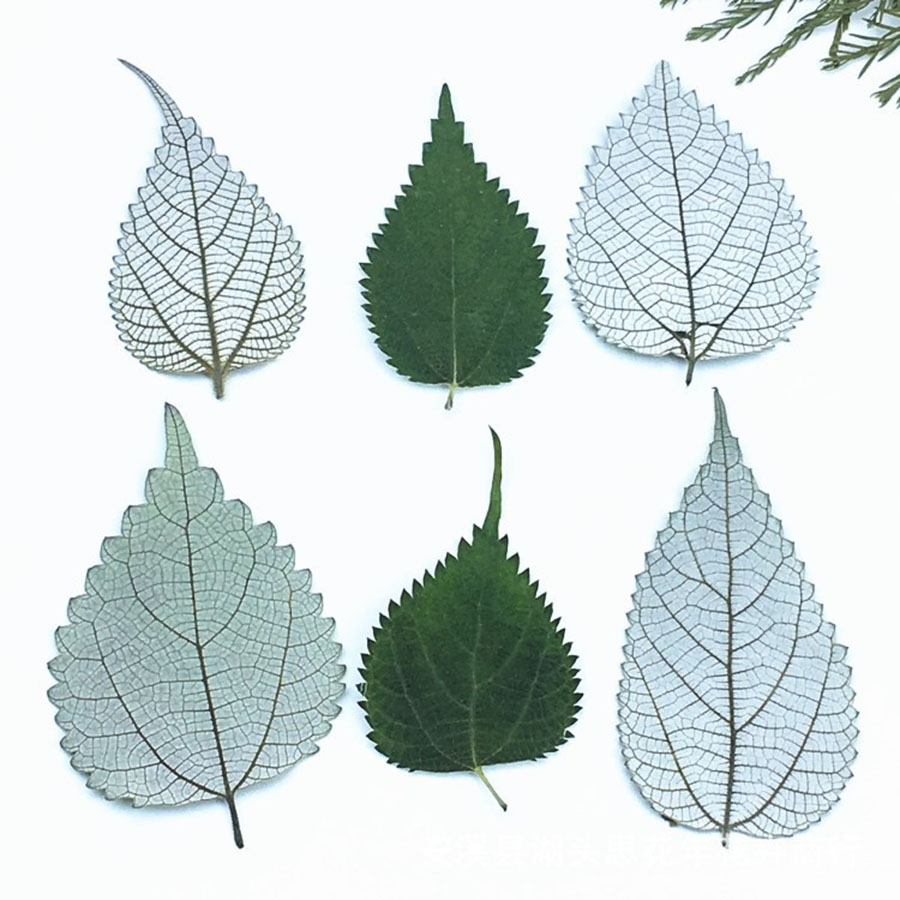 10 Pieces Green Dried Pressed Leaf Leaves Plants Herbarium For Jewelry Postcard 